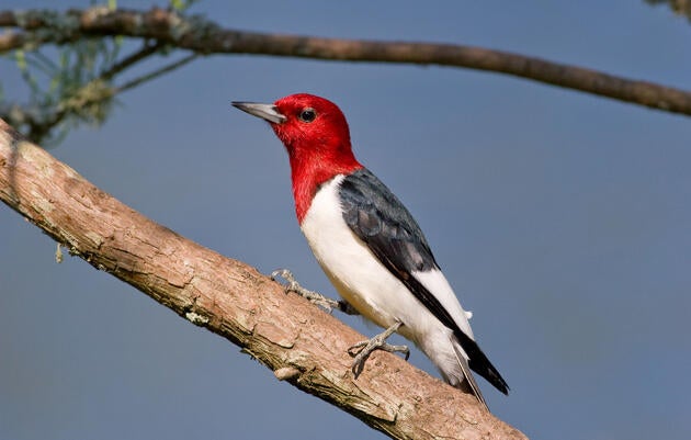 A woodpecker with a red head stands on a branch. 