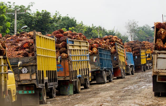 Palm nuts being harvested at an oil processing plant outside Tangkahan, Indonesia. Paul Hilton