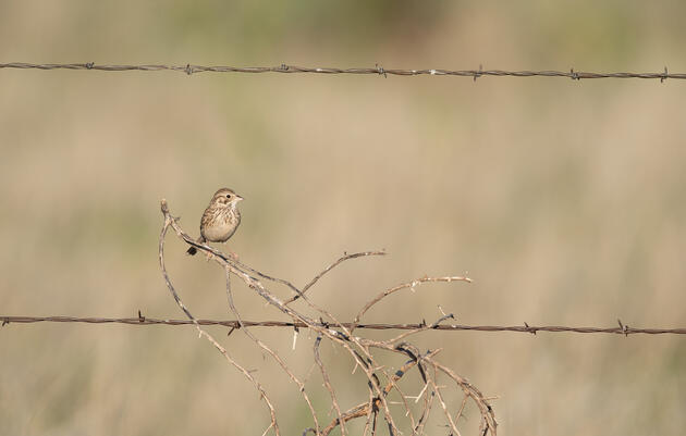 A brown striped sparrow seats on a branch stuck in barbed wire. 
