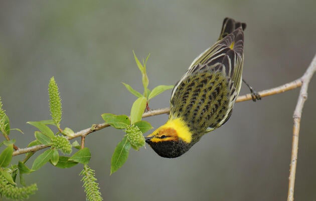 Bird Photography Tips and How-Tos | Audubon