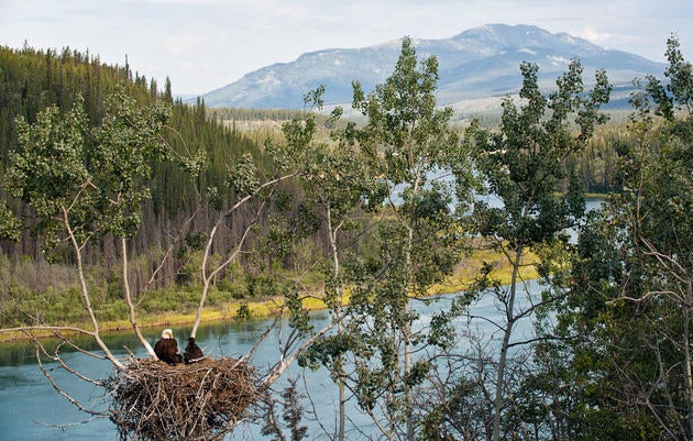 Peter Mather photographed this Bald Eagle and eaglets from a trail along the Yukon River. Peter Mather
