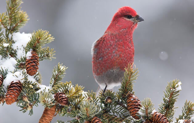 Pine Grosbeak. Donald M. Jones/Minden Pictures