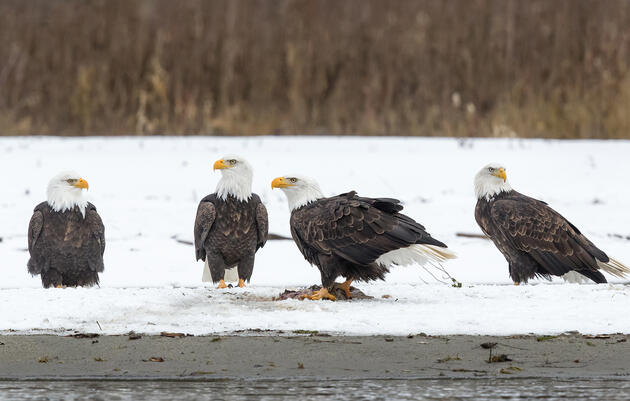 Bald Eagles. Bonnie Block