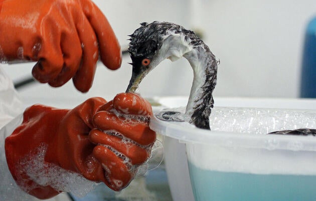 A Western Grebe oiled by natural seep is cleaned at International Bird Rescue's Los Angeles Wildlife Center. Bill Steinkamp/International Bird Rescue