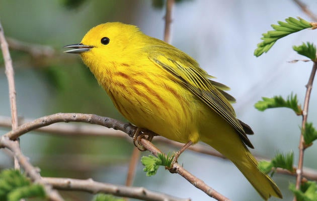 The Yellow Warbler has a sweet, sweet, sweet song and sweet, honey-colored plumage. Tom Stephenson