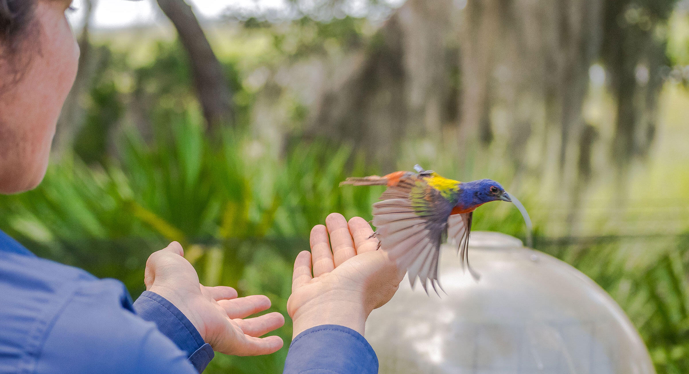 For All Their Splendor, We Still Know Little About Painted Bunting Migration Audubon