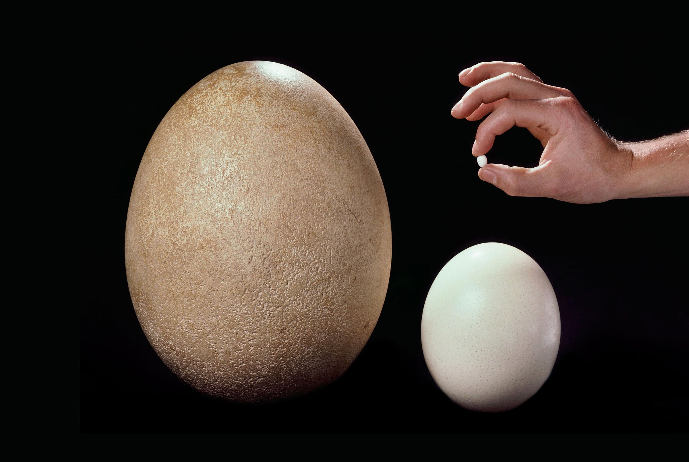 Eagle Egg Compared To A Chicken Egg Eagle Egg Compared To A Chicken Egg