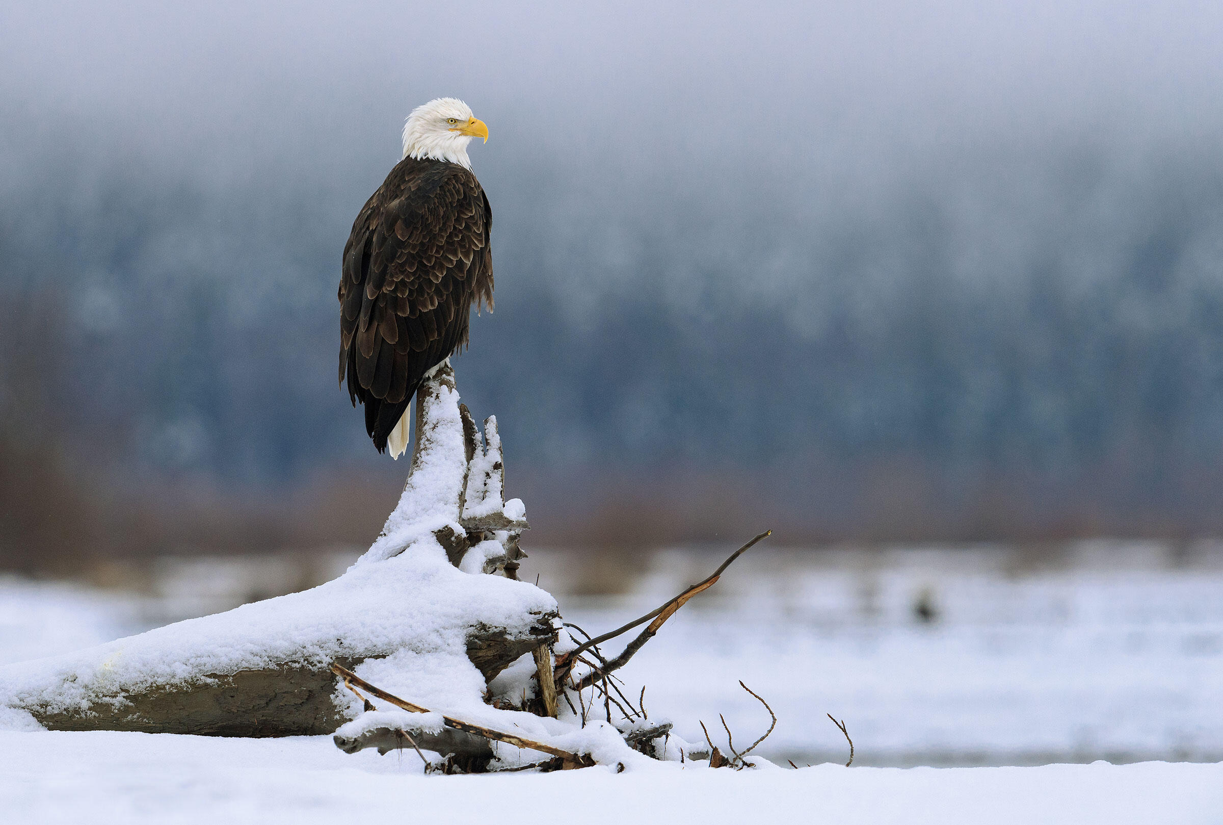 The Law That Protects Our Birds Is in Dire Threat | Audubon