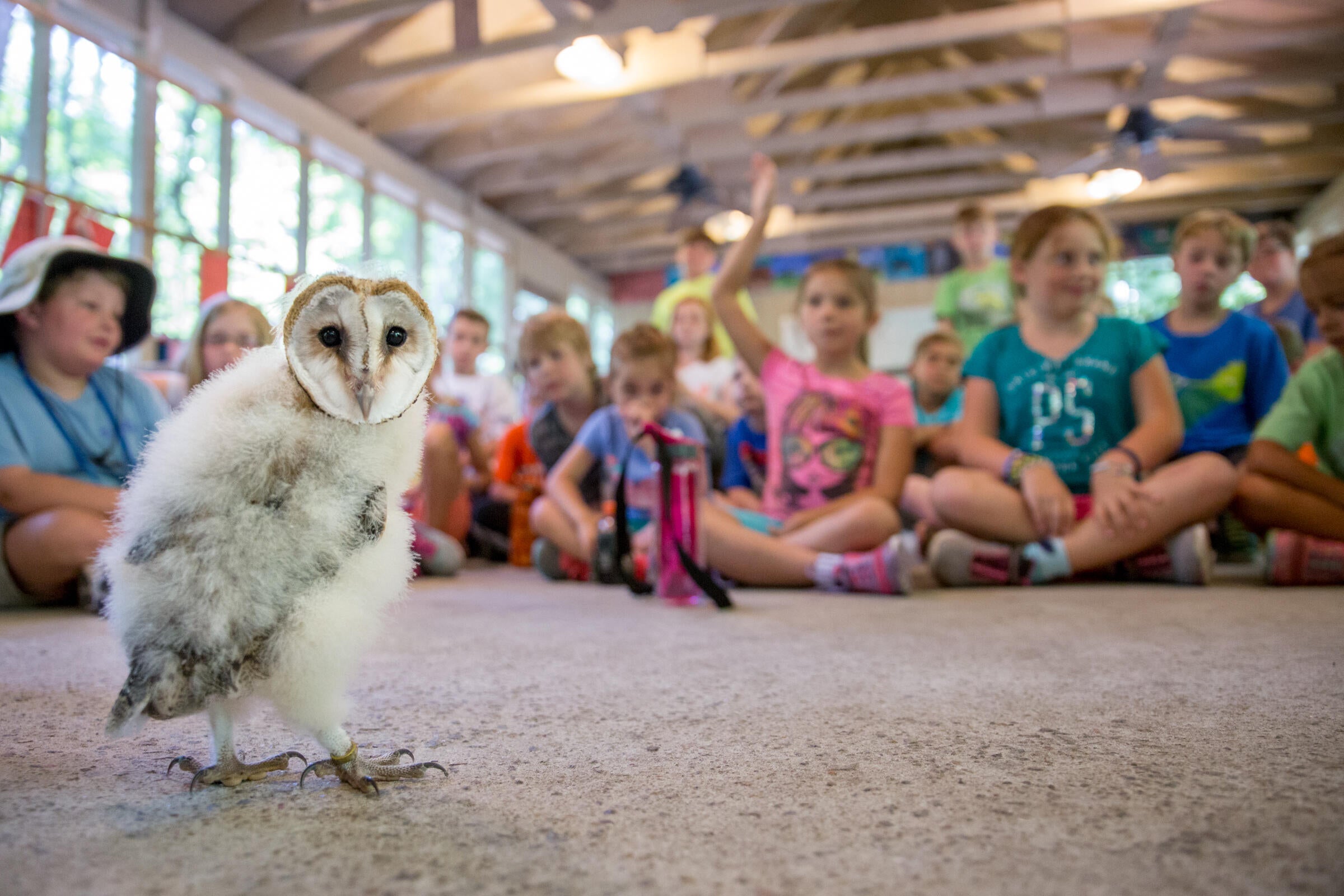 Barn Owl. Camilla Cerea/Audubon