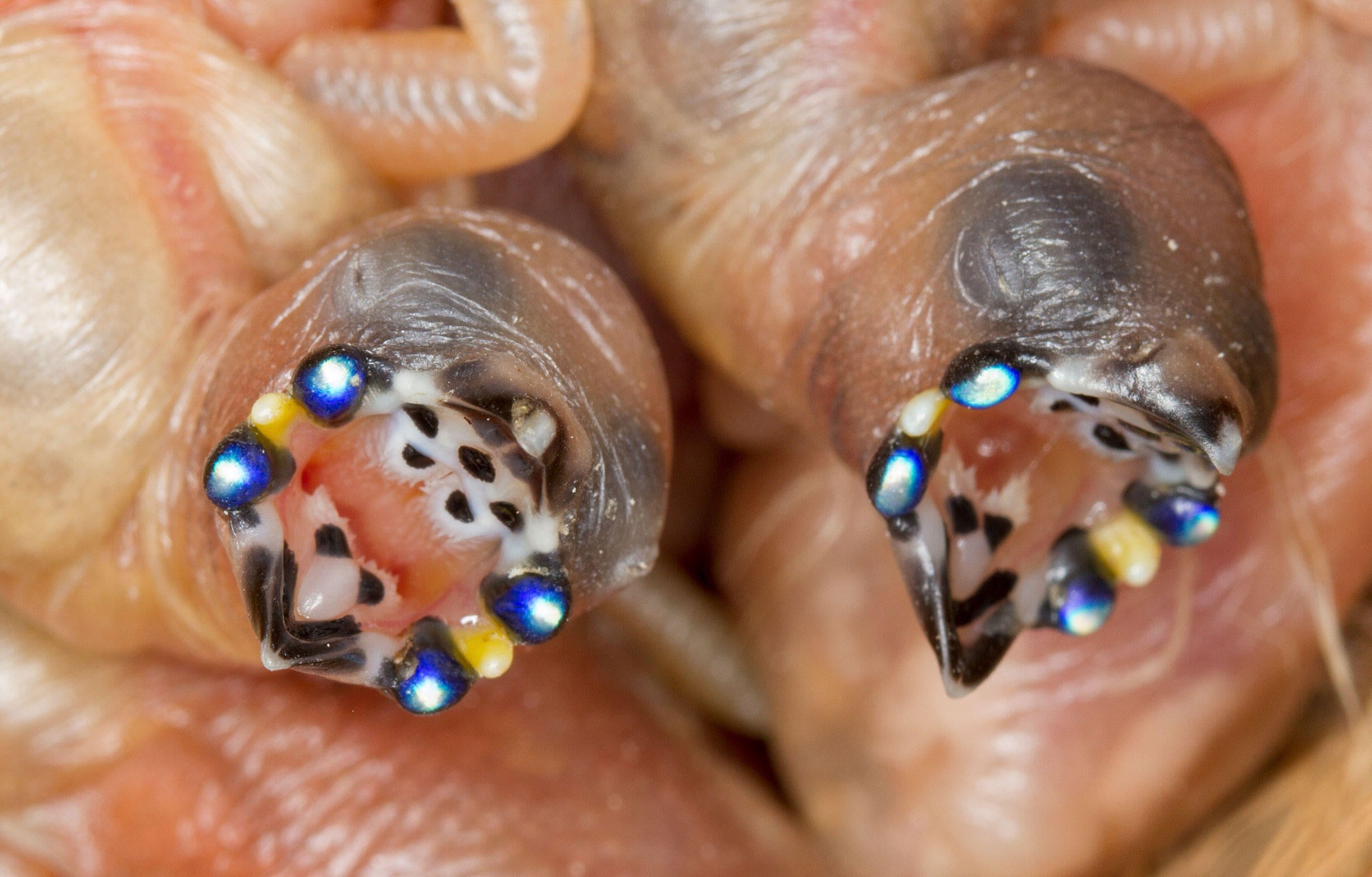 What's Up With the Weird Mouths of These Finch Chicks? Audubon