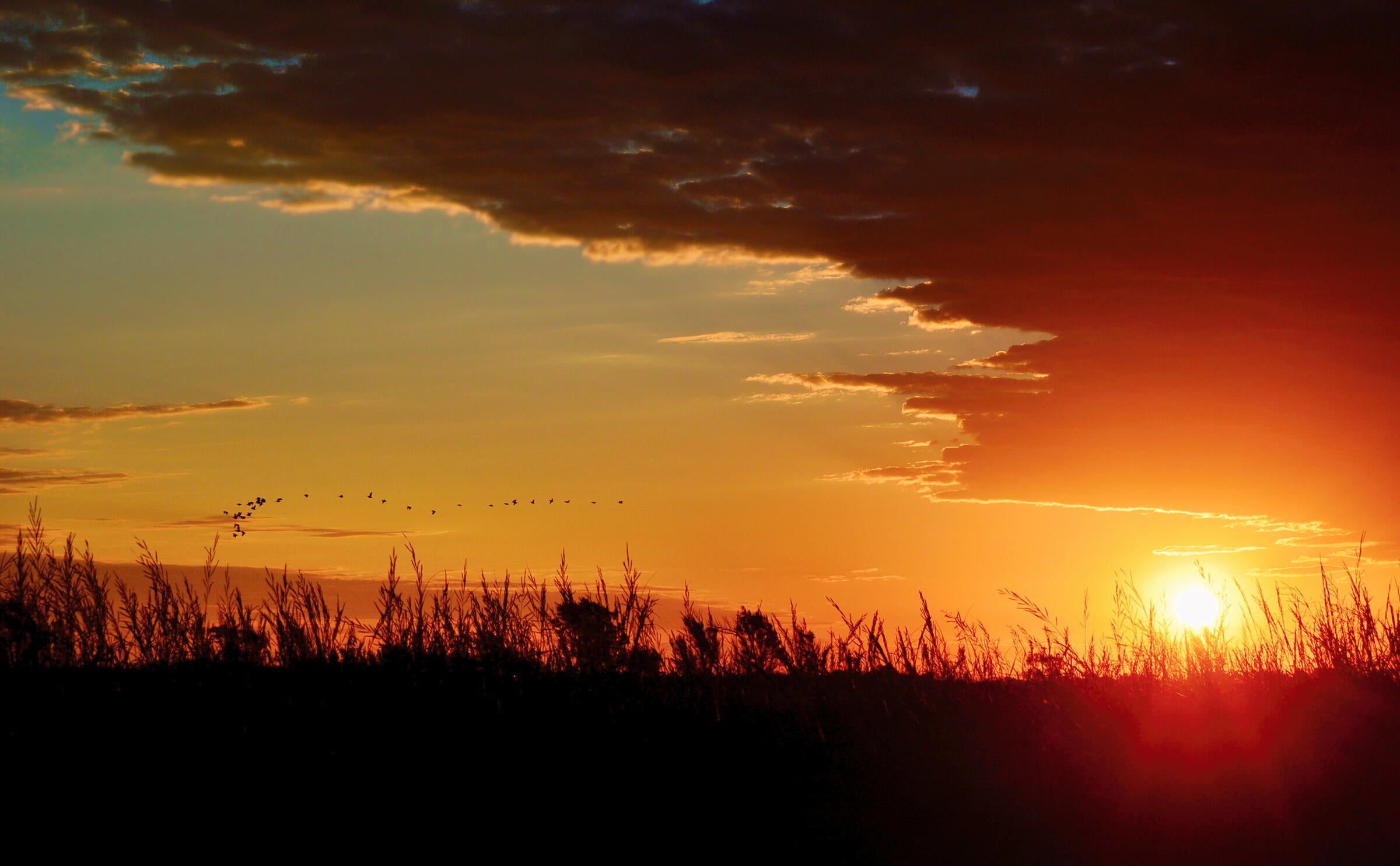 Birding in Kansas Audubon