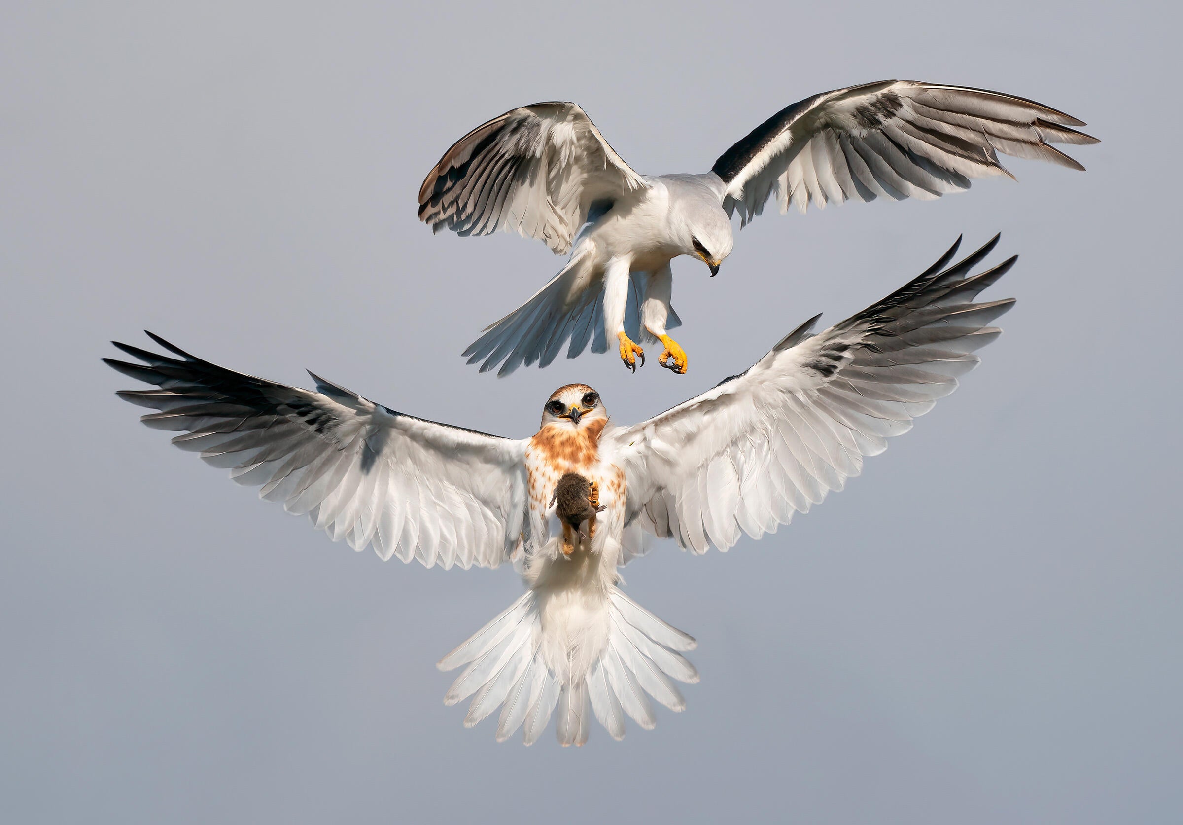 Audubon Photography Awards - Vimarsana News