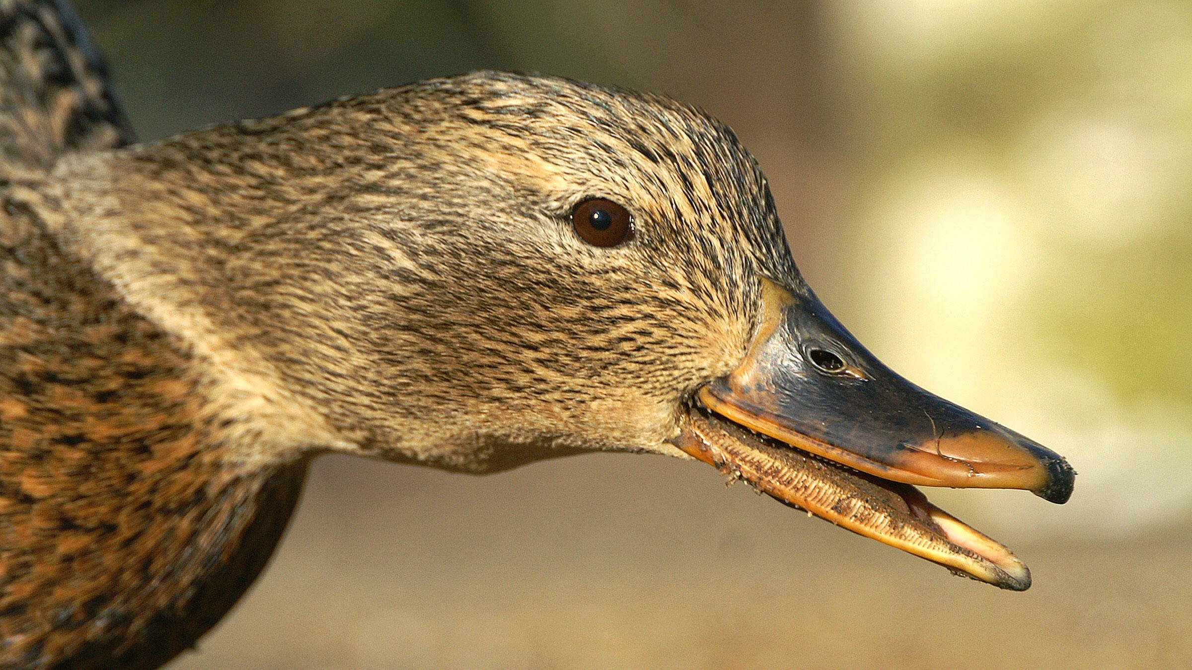 Mallards Are Everywhere, and That's Great for Wetlands | Audubon