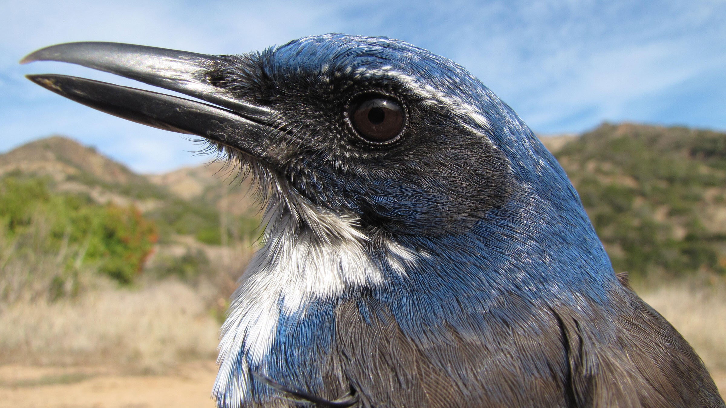 What the Island ScrubJay Means for Conservation Audubon
