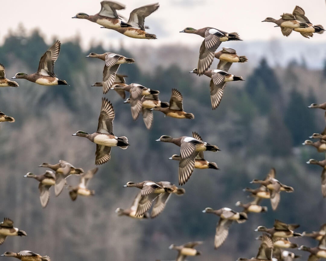 A Duck Hunter’s Tips for Quickly Identifying Waterfowl on the Wing