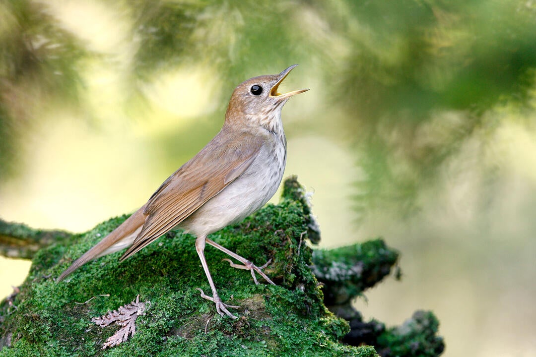 What Is a Songbird, Exactly? Audubon