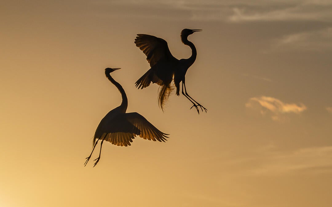 National Audubon Society Announces Additions to Senior Leadership Team