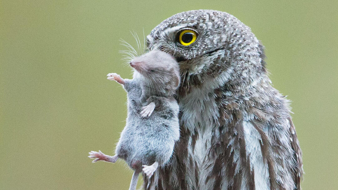 Why You Shouldn't Feed or Bait Owls Audubon