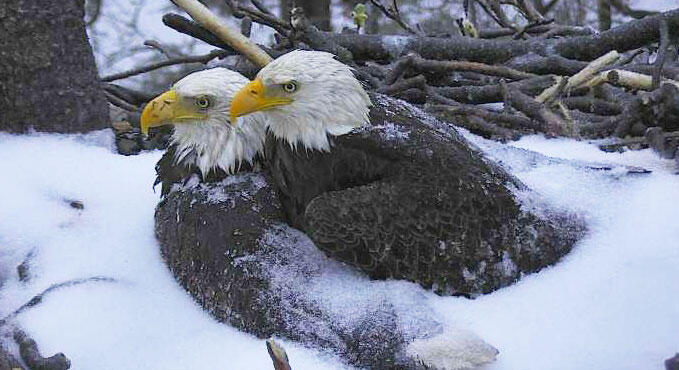 Look at These Sweet Bald Eagles Protecting Their Eggs From the Snow ...