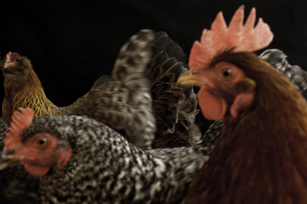 Two Chickens in Every Garage Audubon