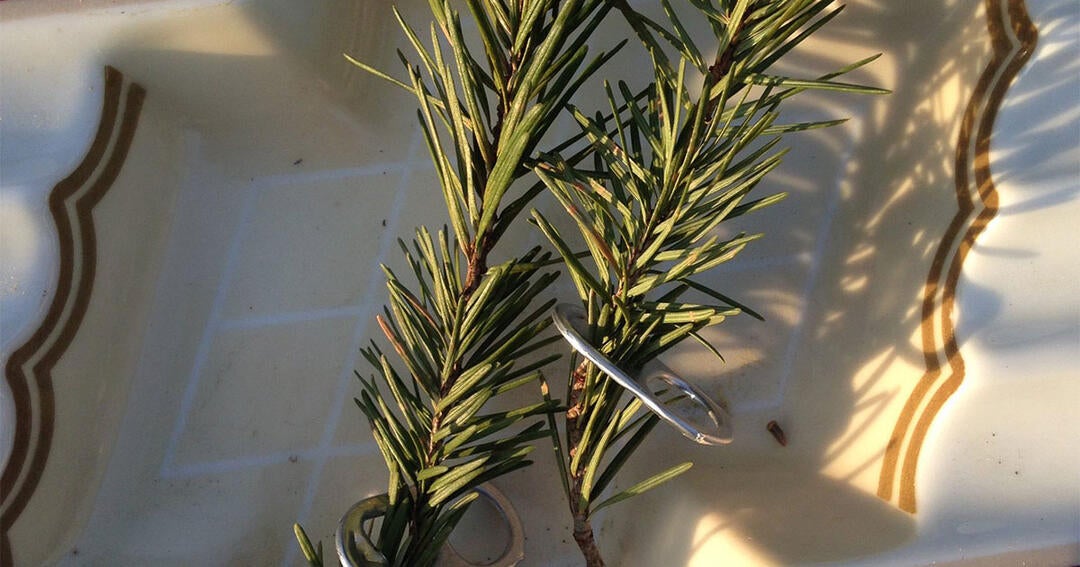 Did Crows Actually Make These Gifts for the Human Who Feeds Them? | Audubon