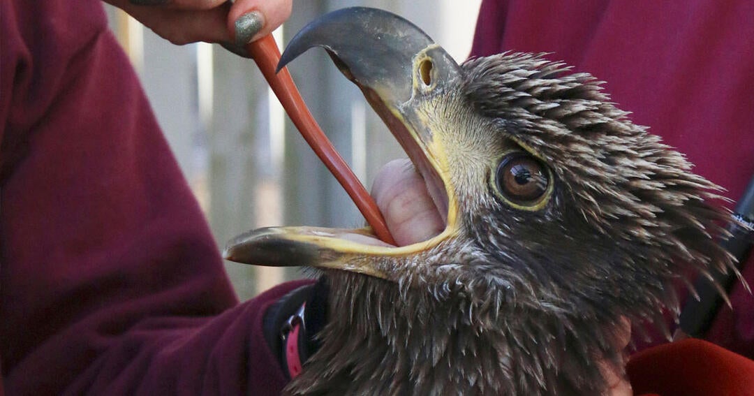 Officials Shocked as More Bald Eagles Turn Up Dead in the Northeast