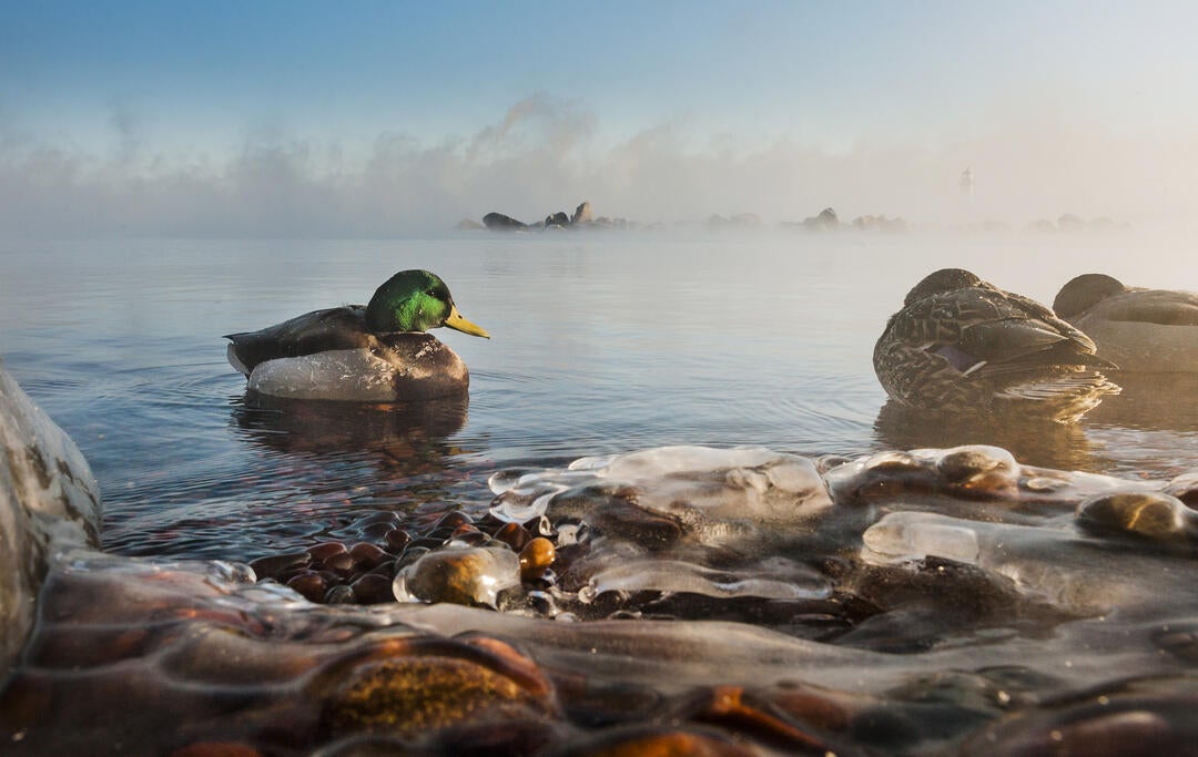 Birding in Minnesota Audubon