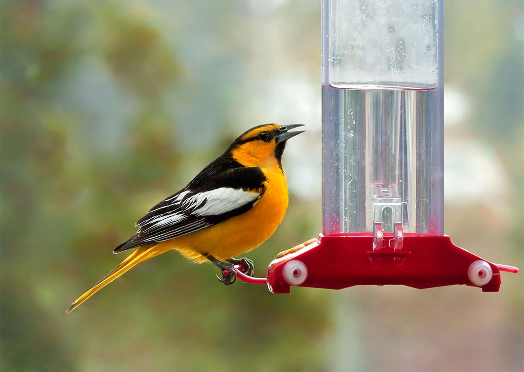 Why Only Certain Birds Can Drink Nectar Audubon