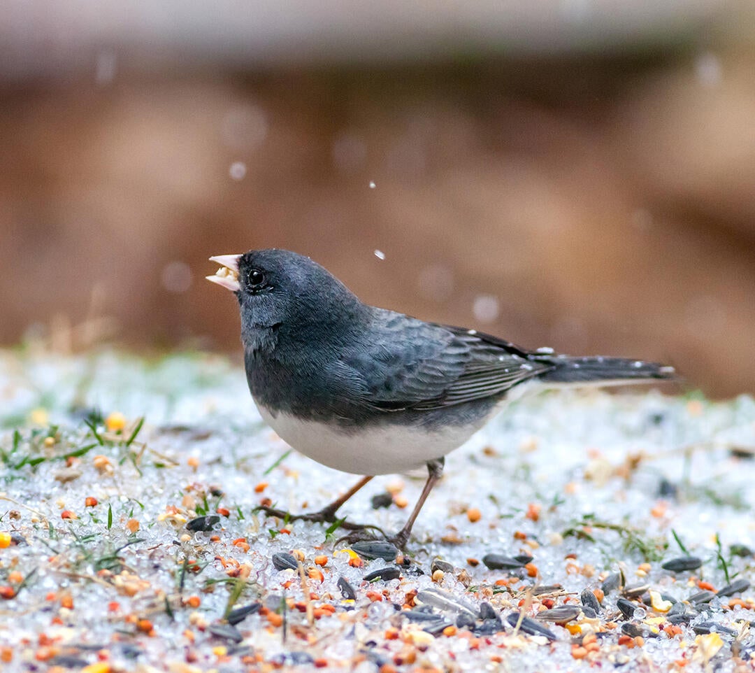 Welcome Winter Birds