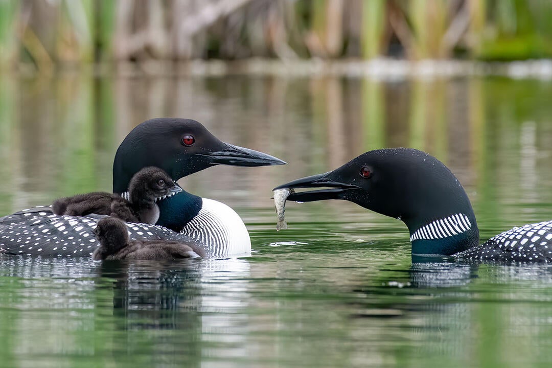 Minnesota’s New CarbonFree Energy Plan is a Win for Birds and People