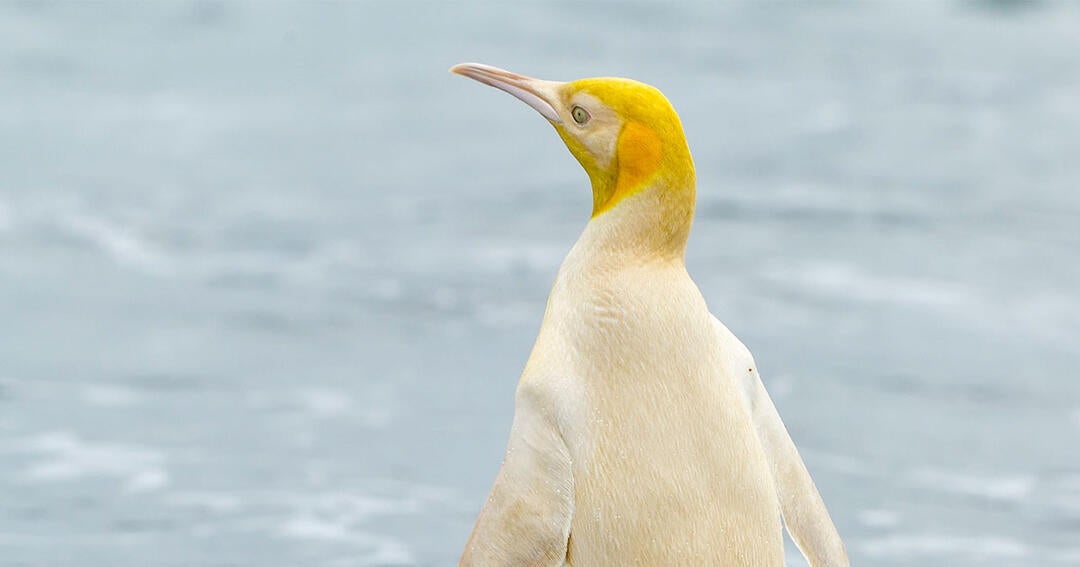 Rare Yellow Penguin Bewilders Scientists | Audubon
