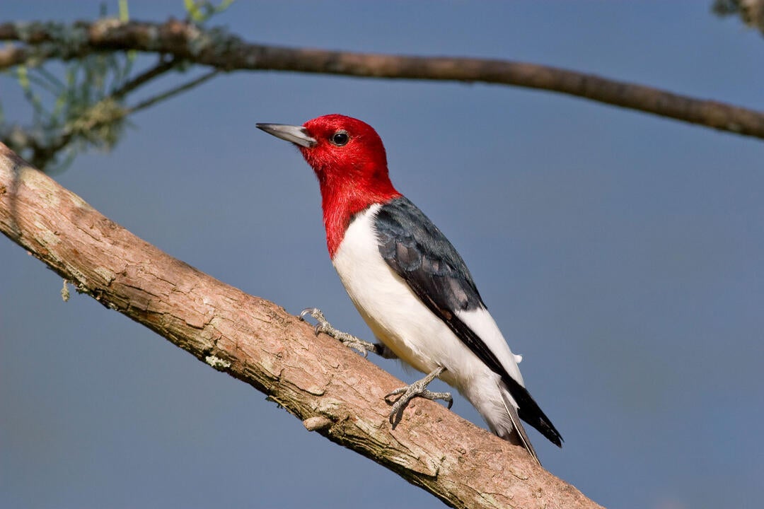 Birding Trails in the Midwest Audubon