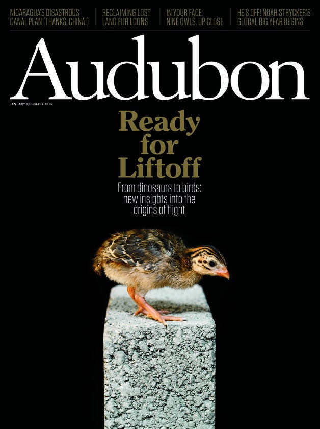 A young guinea fowl gets ready for its close-up at the U.K.'s Royal Veterinary College. Credit: Trevor Ray Hart