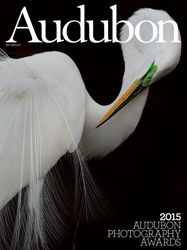 Past Issues Audubon