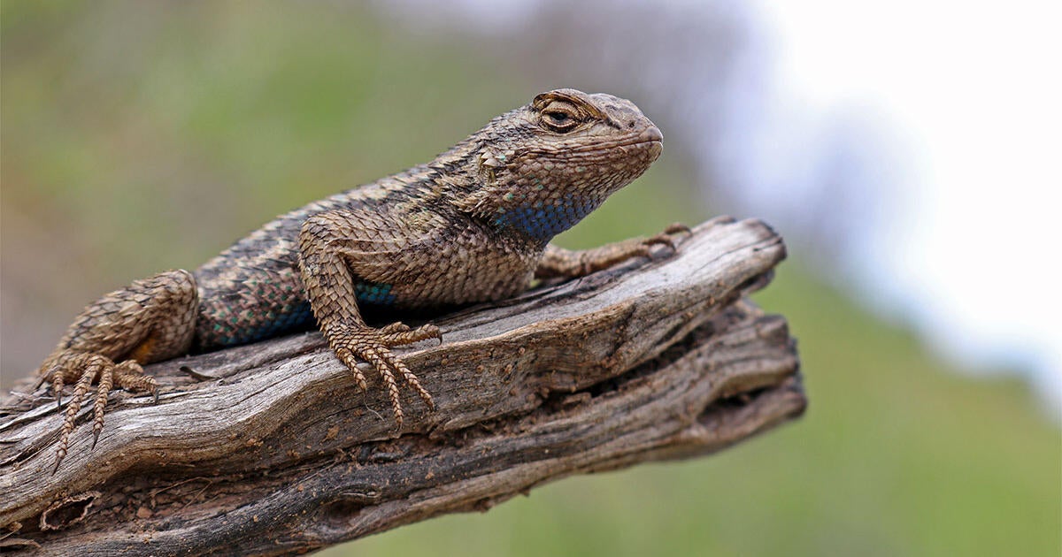 Why You Should Scale Up Your Birding By Looking for Reptiles