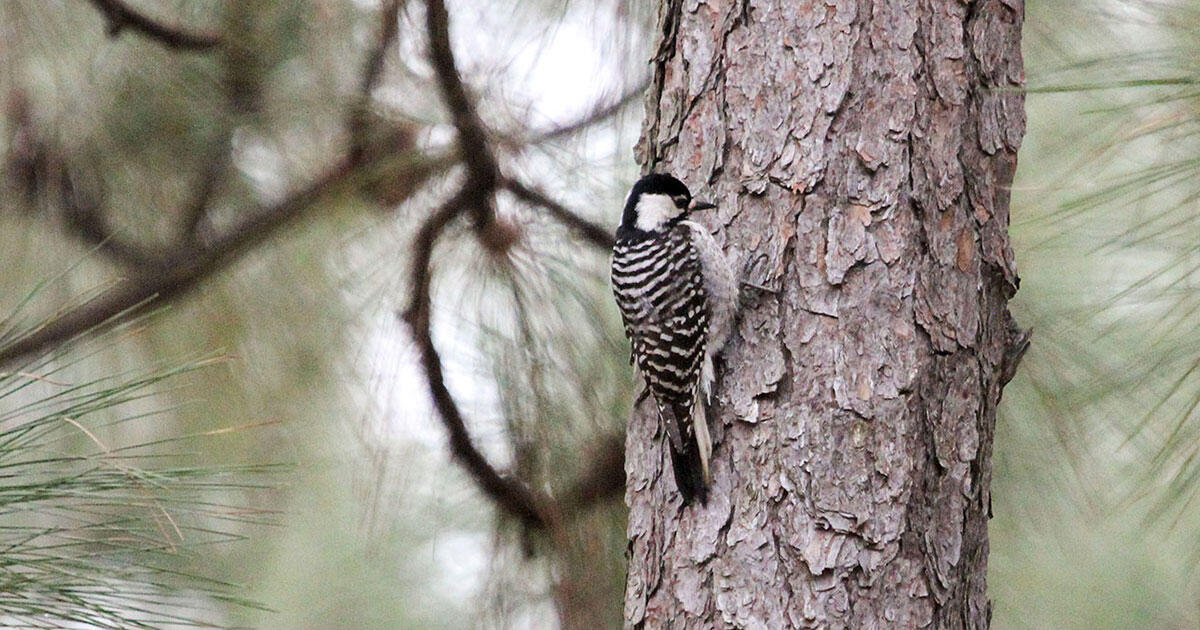Baseball for the Birds A New North Carolina Team Rallies Around an