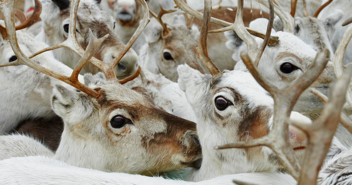 Arctic Reindeers’ Eyes Change Colors with the Seasons | Audubon