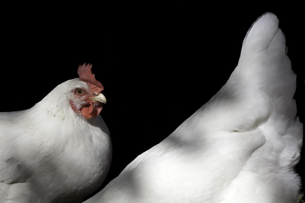 Two Chickens in Every Garage Audubon