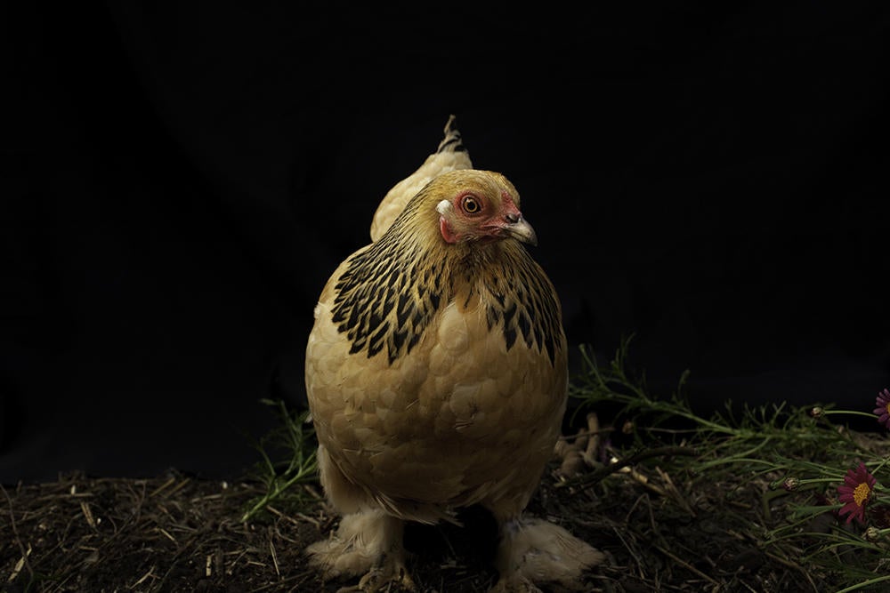 Two Chickens in Every Garage Audubon