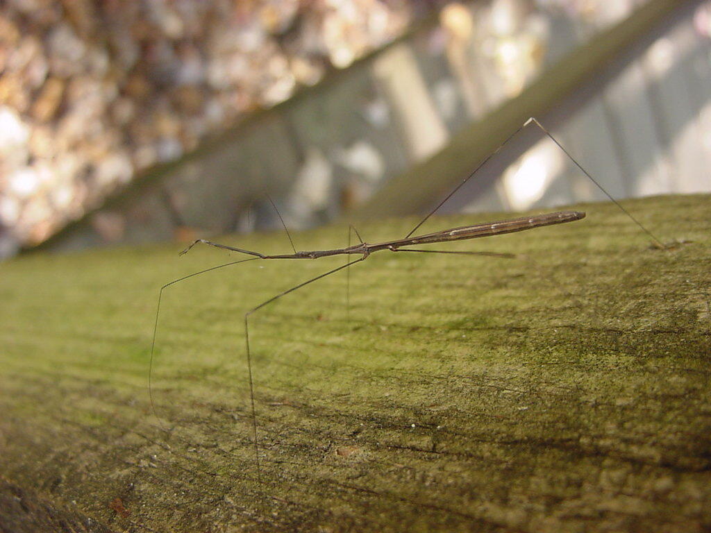 Common Walkingstick | Audubon