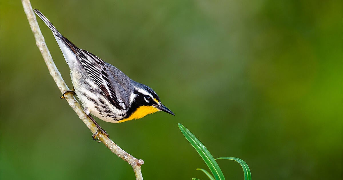 Birdist Rule #70: Get Prepared for Spring Migration - Vimarsana News