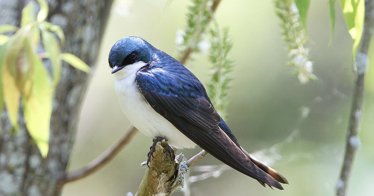 How Different Spring Migrants Decide When to Head North - Vimarsana News