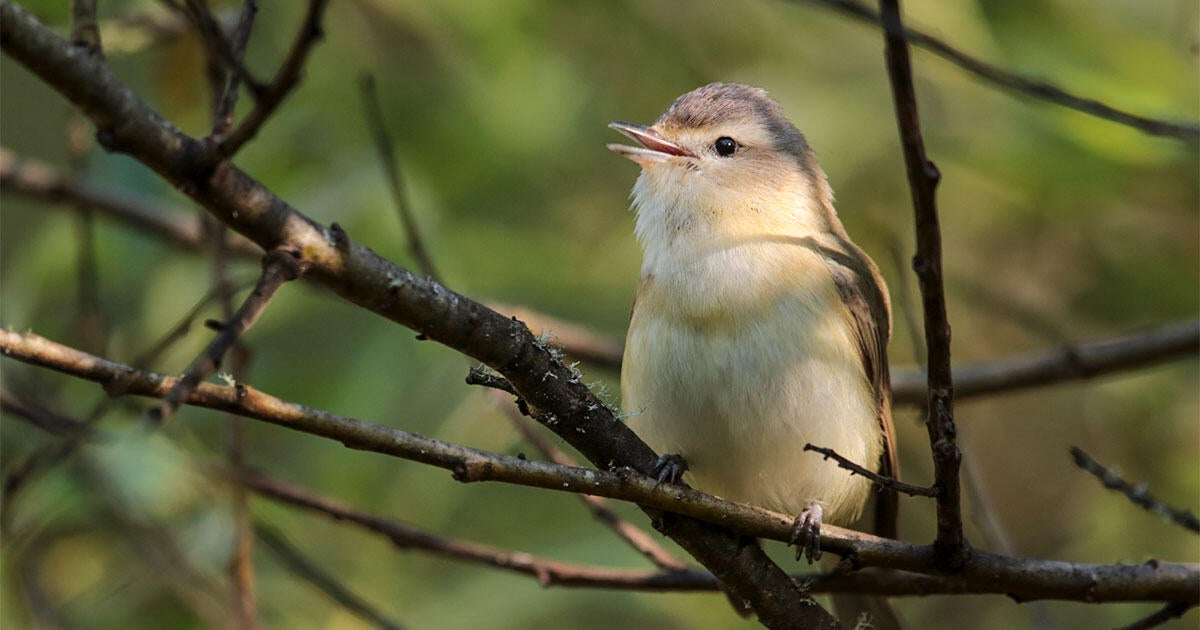 How the ‘Elevator Music of Birding’ Grew to become My New Favourite Tune