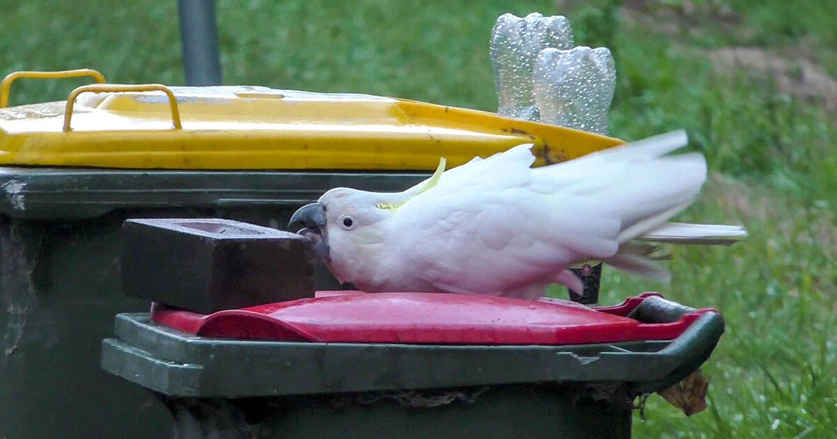 Wild Cockatoos and Humans Compete for a Rubbish Prize in a Potential