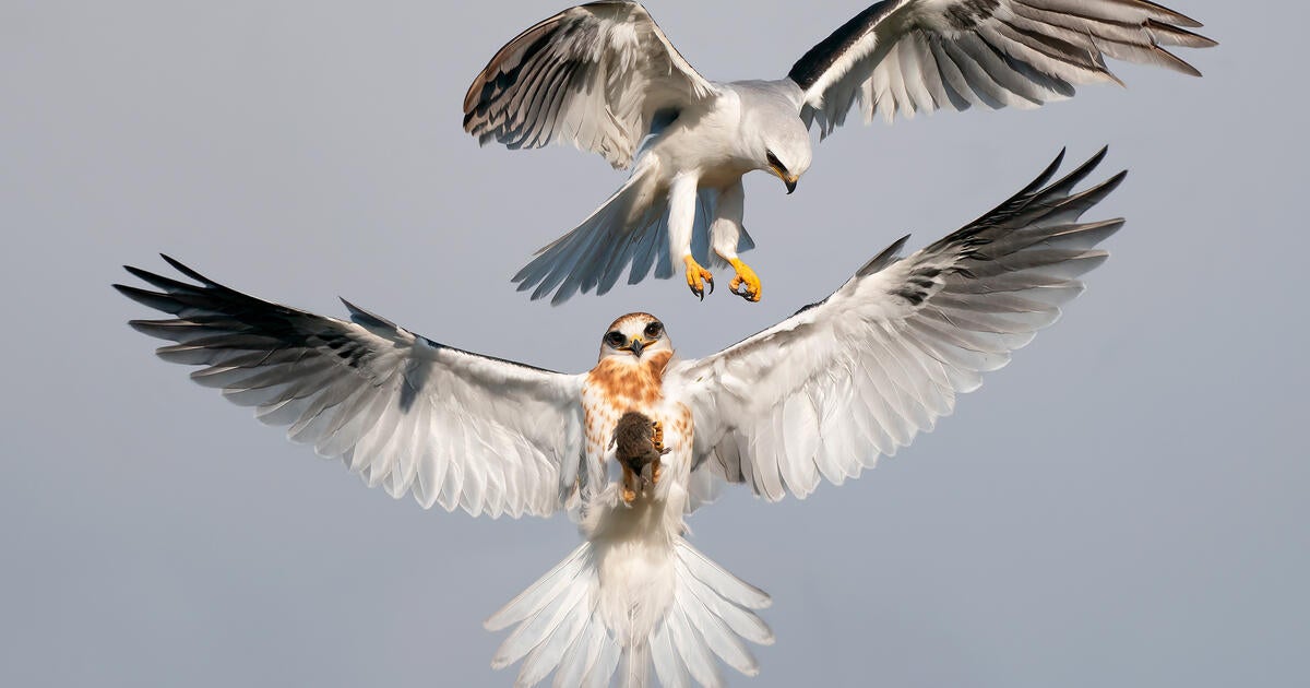 2023 Audubon Photography Awards Open for Entries - Vimarsana News
