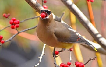 Cedar Waxwing holding a berry in its beak.