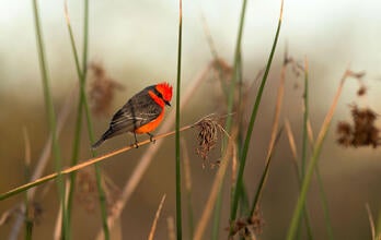 Vermilion Flycatcher. Sandrine Biziaux-Scherson/Audubon Photography Awards