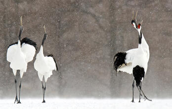 Debido a las sequías y al desarrollo, la grulla manchú, autóctona de los humedales asiáticos, actualmente tiene problemas para reproducirse. Se cree que las sequías son un resultado del cambio climático. David Courtenay/Audubon Photography Awards