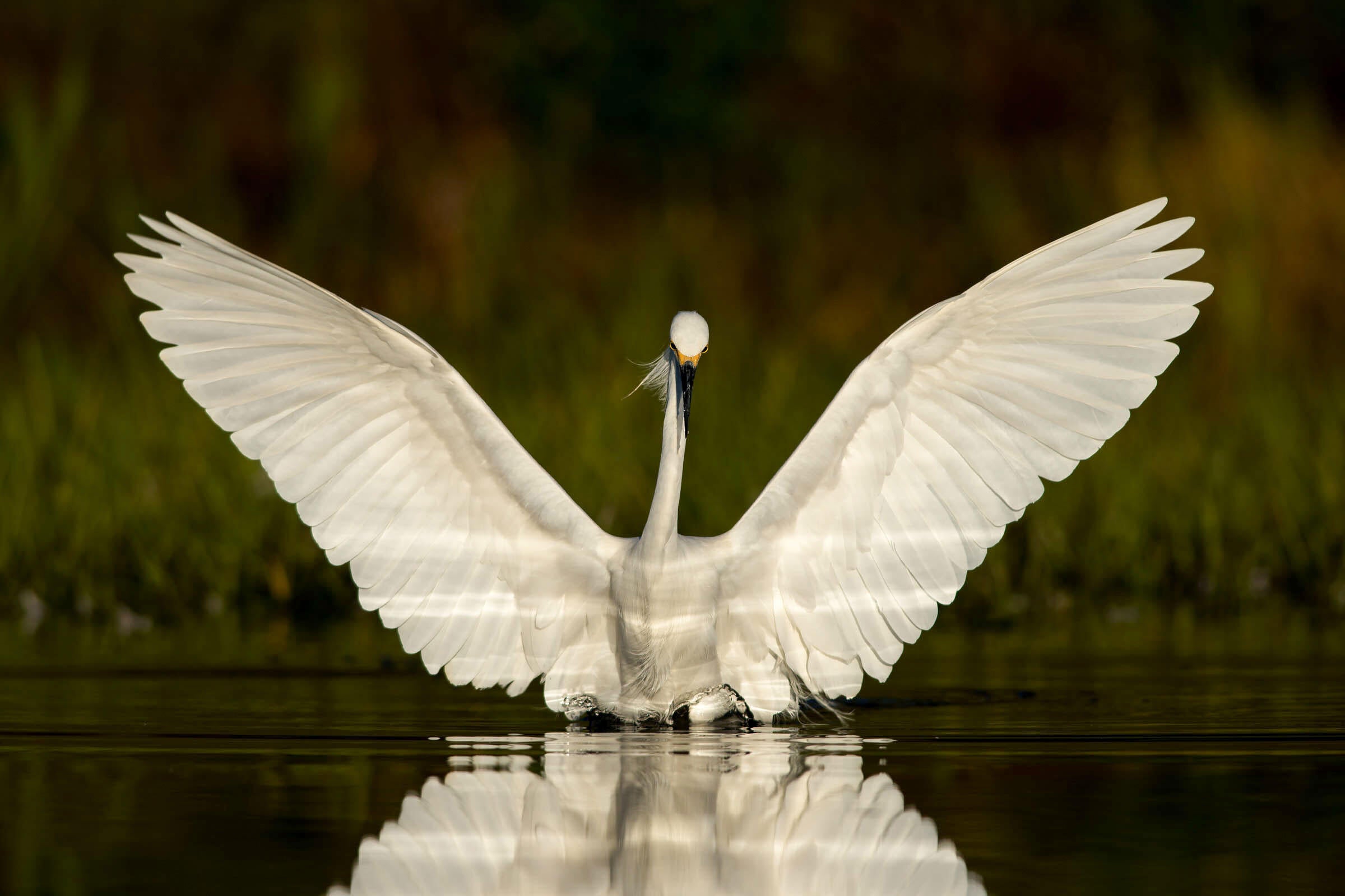 Snowy Egret/Amateur Category. Peter Brannon/Audubon Photography Awards