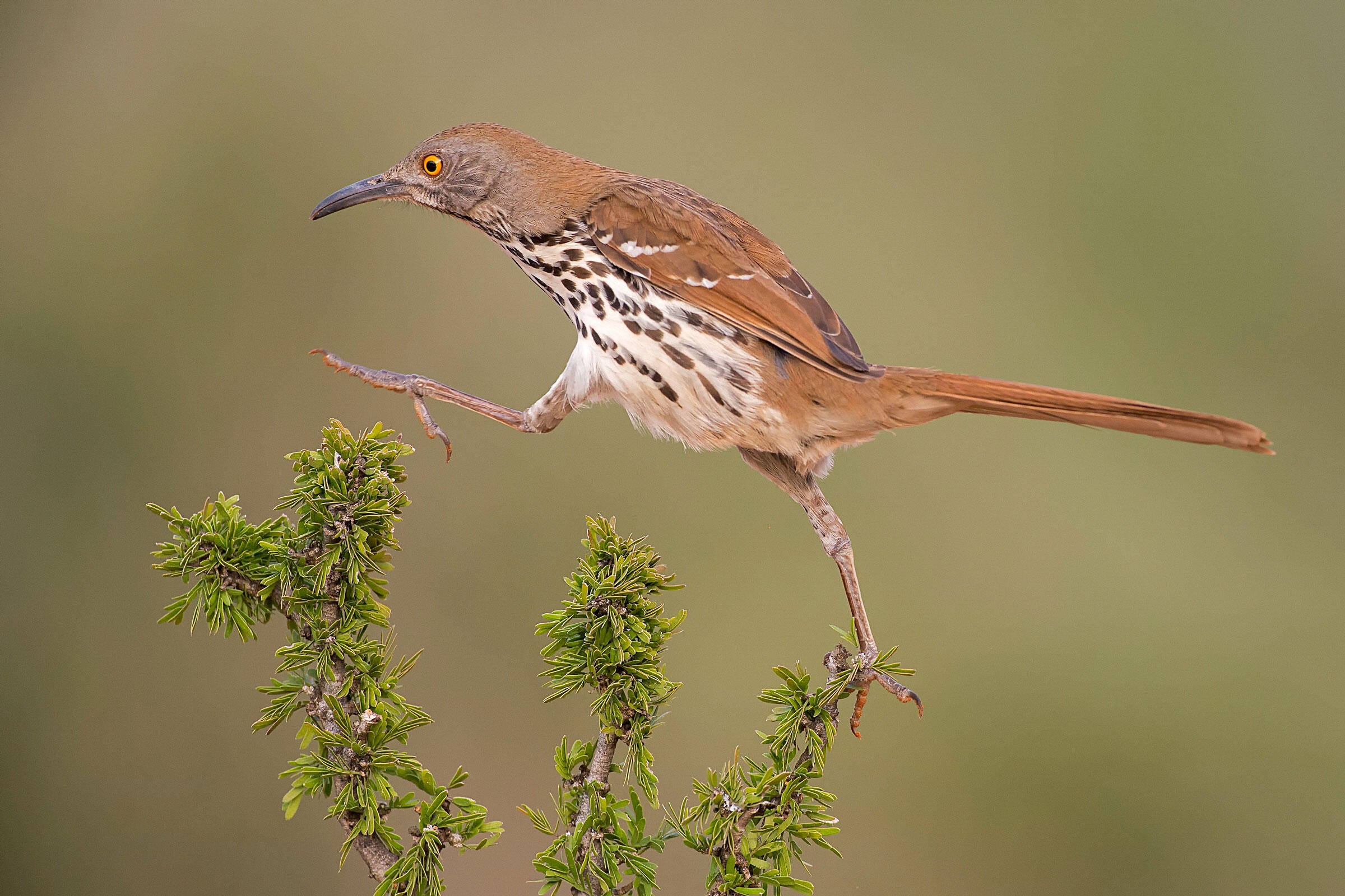 Long-billed Thrasher/Professional Category. Hector Astorga/Audubon Photography Awards